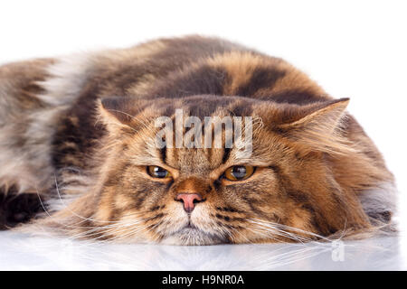 Katze liegt auf weißem Hintergrund Stockfoto