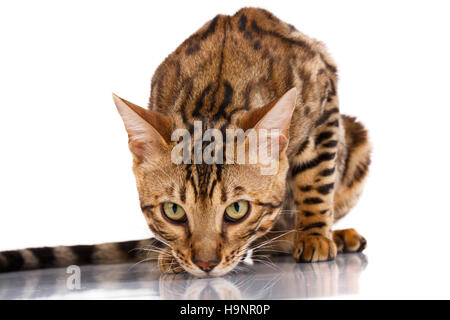 Katzen Bengal Rasse Stockfoto