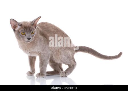 graue birmanischen Katze sitzt auf weiß Stockfoto