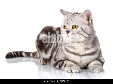 Silber bicolor schottischen Kätzchen Stockfoto