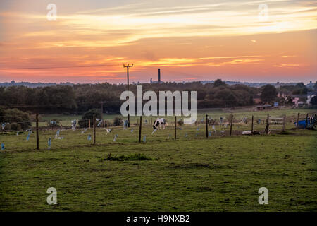 Blick über ein Bauern-Feld mit den Sonnenuntergang am Horizont mit grasende Kühe auf dem Feld. Stockfoto