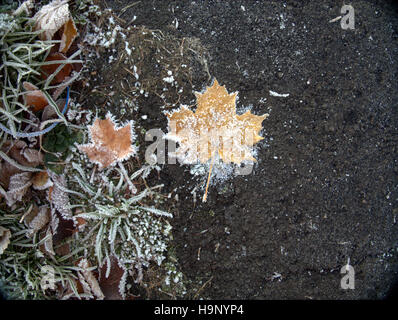 gefrorene Herbst Blatt am Wald grauen Hintergrund Stockfoto