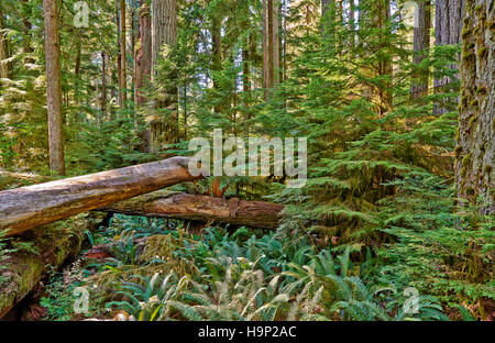 riesige Douglasien im Cathedral Grove, MacMillan Provincial Park, Nanaimo, Vancouver Island, British Columbia, Kanada Stockfoto