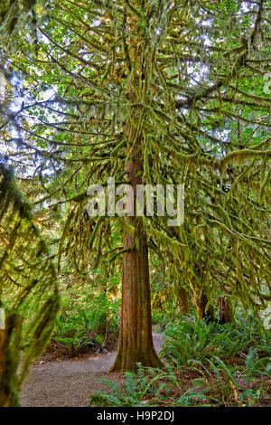 riesige Douglasien im Cathedral Grove, MacMillan Provincial Park, Nanaimo, Vancouver Island, British Columbia, Kanada Stockfoto