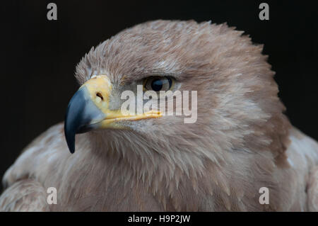 Porträt von einem Tawny Adler-Aquila Rapax. Stockfoto