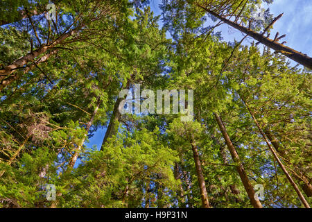 riesige Douglasien im Cathedral Grove, MacMillan Provincial Park, Nanaimo, Vancouver Island, British Columbia, Kanada Stockfoto