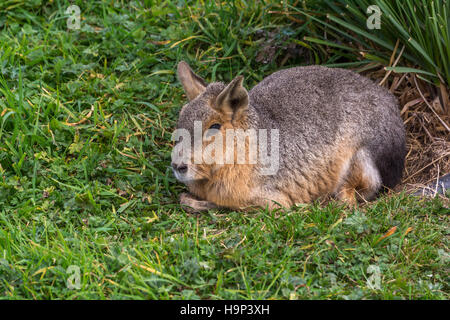 Cavy allein draußen sitzen Stockfoto