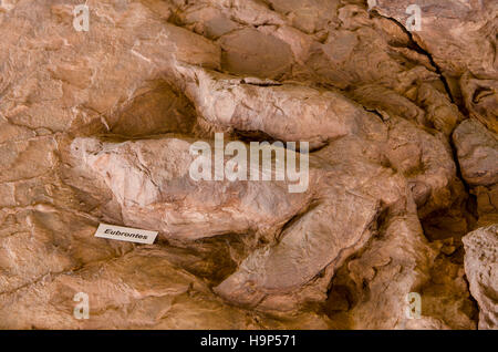Dinosaur tracks an Dinosaurier Discovery, Farm Johnson, St. George, Utah, USA. Stockfoto