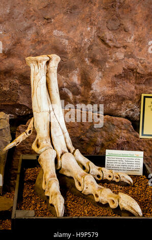 Tarbosaurus Bataar Fuß an Dinosaurier Discovery, Farm Johnson, St. George, Utah, USA. Stockfoto