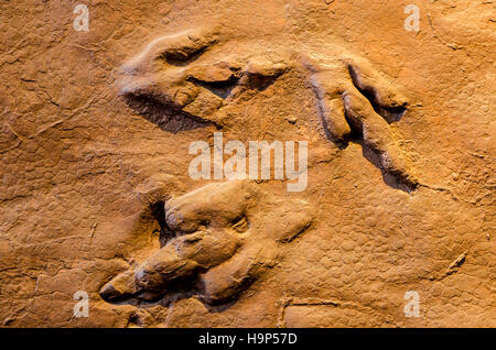 Dinosaur tracks an Dinosaurier Discovery, Farm Johnson, St. George, Utah, USA. Stockfoto