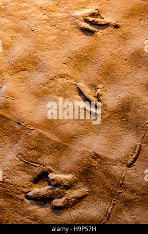 Dinosaur tracks an Dinosaurier Discovery, Farm Johnson, St. George, Utah, USA. Stockfoto
