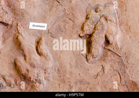 Dinosaur tracks an Dinosaurier Discovery, Farm Johnson, St. George, Utah, USA. Stockfoto