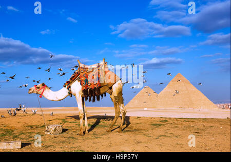 Pyramiden von Gizeh, Kairo, Ägypten Stockfoto