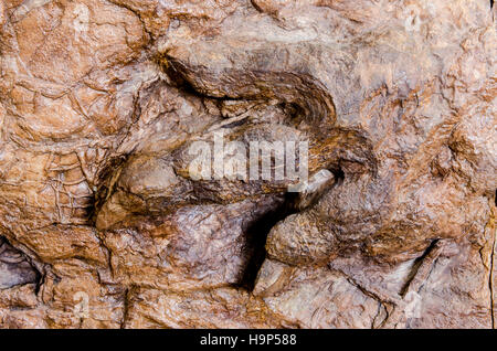 Dinosaur tracks an Dinosaurier Discovery, Farm Johnson, St. George, Utah, USA. Stockfoto