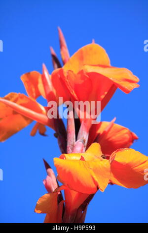 Gladiolen Blume (Gladiolus Communis) Stockfoto