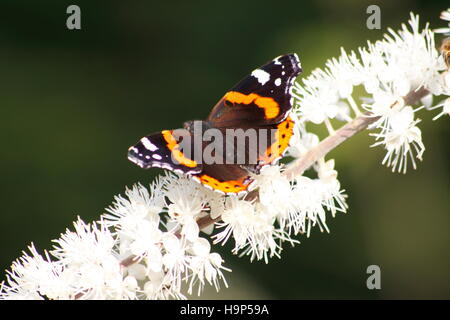 Red Admiral Schmetterling (Vanessa Atalanta) auf Cherry Blossom Stockfoto