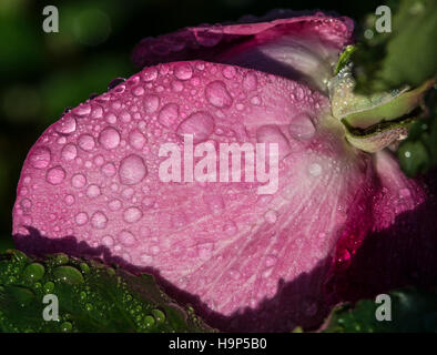 Wassertropfen auf rote rose Stockfoto