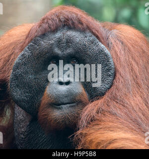 Portrait männlicher Bornean Orangutan Stockfoto