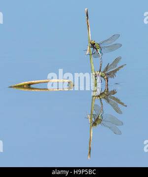 Paarende Libellen mit Reflexion Stockfoto