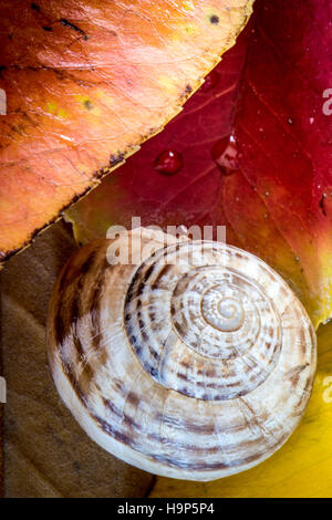 Herbst Blatt Stockfoto