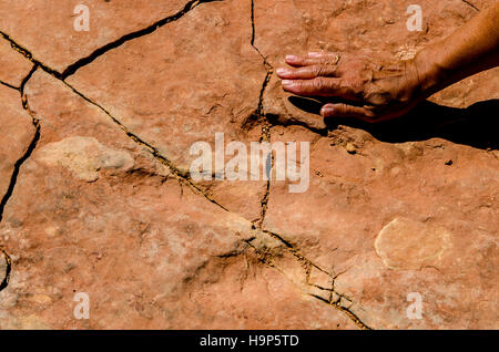 Dinosaurier-Spuren im roten Flotte State Park, Vernal, Utah, USA. (MR) Stockfoto