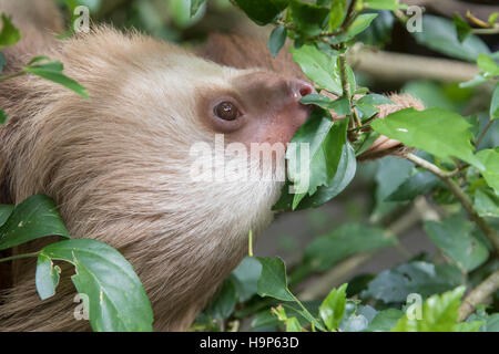Die Hoffmann zwei-toed sloth Baby Stockfoto