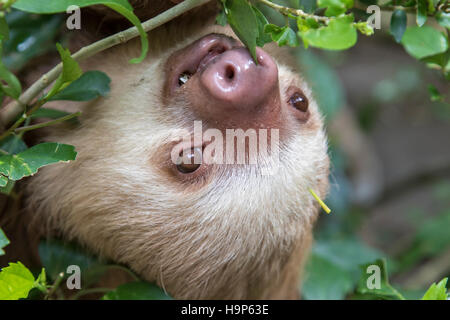 Die Hoffmann zwei-toed Sloth (choloepus hoffmanni) Stockfoto
