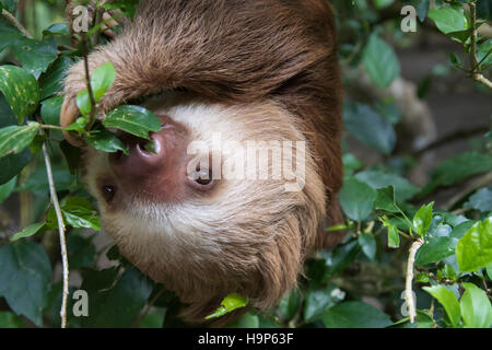 Hoffmanns zwei – Finger Faultier (Choloepus Hoffmanni) Blätter zu essen Stockfoto