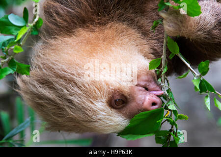 Die Hoffmann zwei-toed Sloth essen Blätter Stockfoto