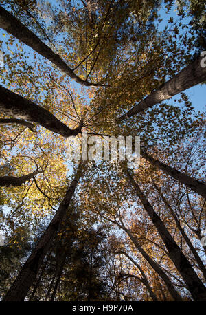 Niedrigen Winkel Blick auf Baumstamm tops mit gelben Ahorn-Blätter an den Ästen mit Blick auf einen blauen Himmel im Herbst. Troodos-Gebirge, Zypern Stockfoto