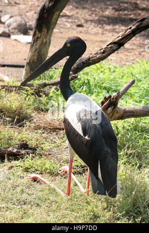 Schwarz-necked Storch, Indien Stockfoto