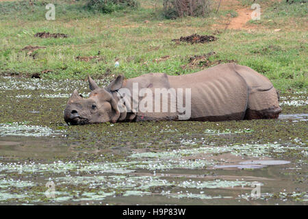 Die indische Nashorn (Rhinoceros Unicornis) Indien Stockfoto