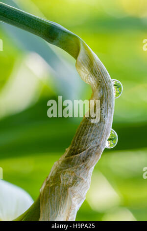 schöne Blumen in einer natürlichen Landschaft spiegelt ein paar Tropfen Stockfoto