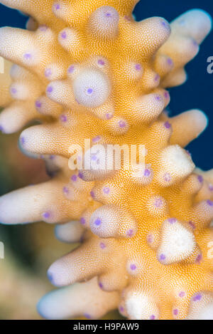 Gesunden Korallen (Acropora SP.) mit eingefahrenen lila Polypen sichtbar. Eine natürliche vergitterten Muster Details auf der Oberfläche. Ägypten, Rotes Meer, November Stockfoto