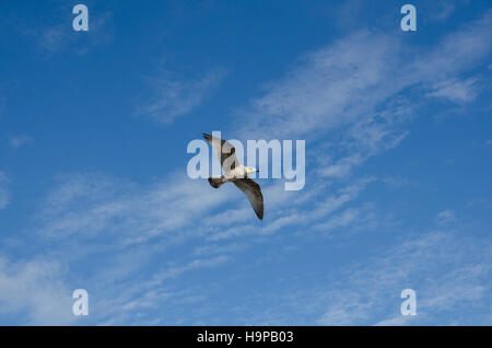 eine einsame Möwe fliegen in den Himmel und auf der Suche nach Nahrung Stockfoto