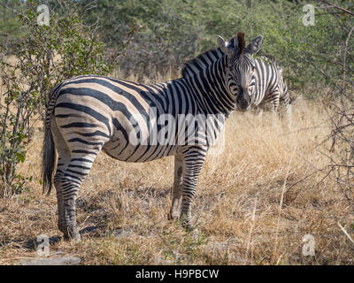Große Zebra starrte in Richtung der Fotograf im Moremi National Park, Botswana, Afrika auf safari Stockfoto