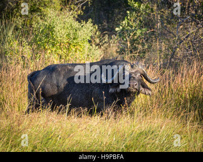 Riesigen afrikanischen Wasserbüffel Stier stehen im Sumpf mit hohen Gräsern lookin in Richtung des Betrachters, Moremi NP, Botswana Stockfoto