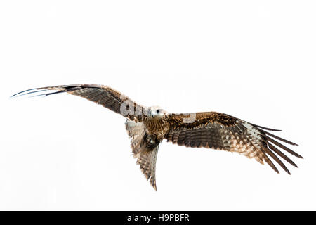 Japan, Akashi. Raubvogel. Schwarze Drachen, schwarz-eared Kite (MILVUS MIGRANS lineatus), im Flug über den Kopf. In Japan. Stockfoto