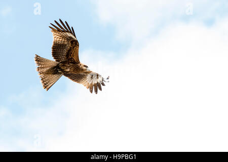 Japan, Akashi. Raubvogel. Schwarze Drachen, schwarz-eared Kite (MILVUS MIGRANS lineatus), im Flug über den Kopf. In Japan. Stockfoto