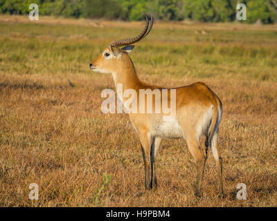 Majestätischen roten Letschwe Antilopen Bull mit großen Geweih in der Savanne Landschaft, Moremi National Park, Botswana Stockfoto