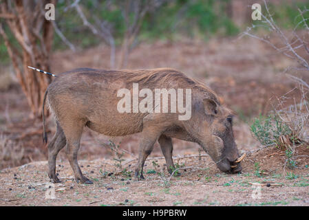 Warzenschwein mit einem Stachelschwein Feder in seinem Hinterteil stecken Stockfoto