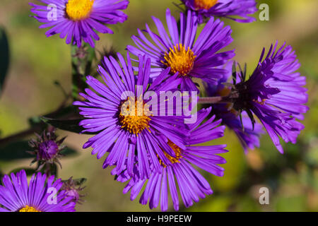 Hell lila New England Aster (Symphyotrichum Novae-Angliae) blühen in einem Feld, Indiana, Vereinigte Staaten Stockfoto