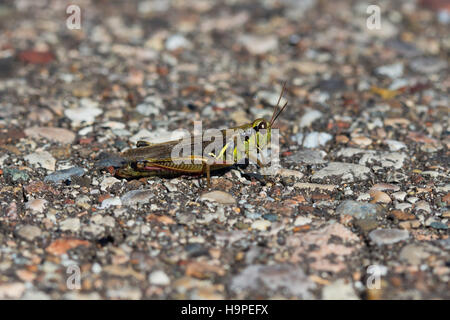 Ein Sporn-throated Grashüpfer (Melanoplinae) ruht auf einer Asphaltstraße, Indiana, Vereinigte Staaten Stockfoto