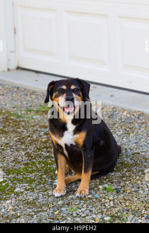 Ein schwarz-brauner Hund Beagle Mix keuchend außerhalb ein Garagentor Stockfoto