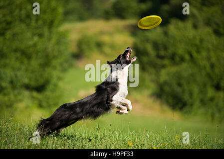 Border-Collie Shooting Frisbee nahe aufholen Stockfoto