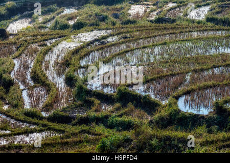 Reis Terrassen, Lao Chai, Sapa, Vietnam, Asien Stockfoto