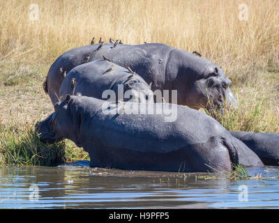 Gruppe von drei Flusspferde mit Vögel sitzen auf ihnen entstehende Flusswasser zu grasen am Ufer, Safari in Botswana Stockfoto