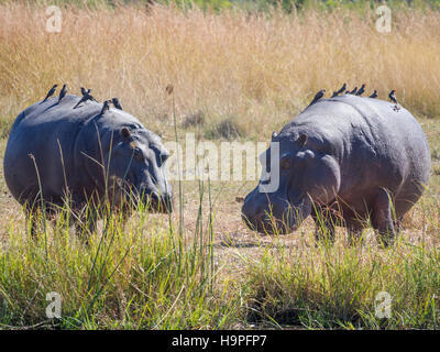 Ein paar Flusspferde zu Fuß auf Land mit vielen Vögel sitzen auf sie als Passagiere, Safari im Moremi NP, Botswana Stockfoto