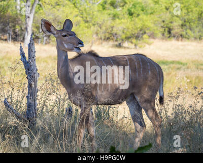 Größere weibliche Kudu-Antilope kauen und stehen im Schatten in der Savanne Landschaft neben toter Baum, Moremi NP, Botswana Stockfoto