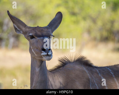 Porträt des großen friedlichen größere Kudu Antilope auf Safari in Moremi NP, Botswana Stockfoto